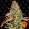 Auto Zkittlez OG fem. Barney's