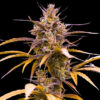 Auto Zoap  3 u. fem Empire Seeds