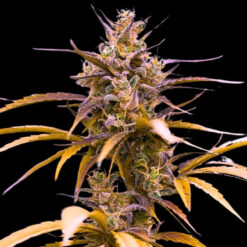 Auto Zoap  3 u. fem Empire Seeds
