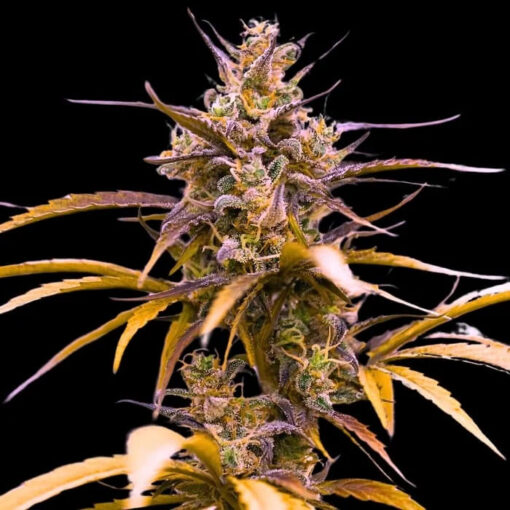 Auto Zoap  3 u. fem Empire Seeds