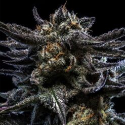 Auto Zombie Kush fem. Ripper Seeds