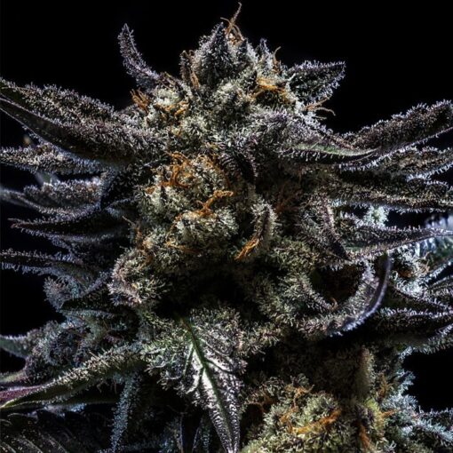 Auto Zombie Kush fem. Ripper Seeds
