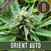 Automatic Orient 3 u. fem. Blimburn Seeds