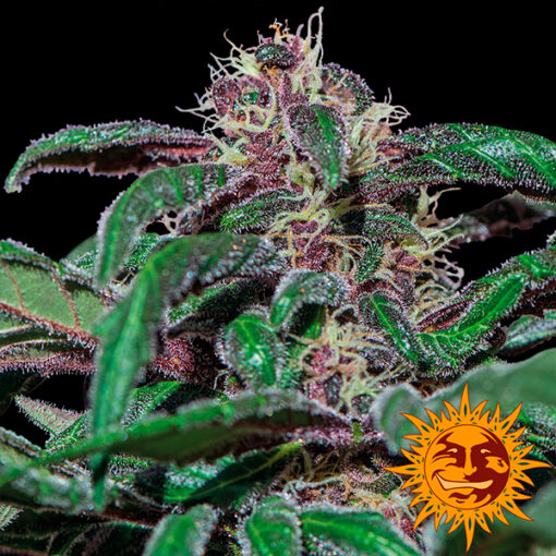 Ayahuasca Purple fem. Barney`s