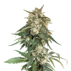 BCN Critical XXL Fast fem. Seedstockers