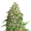 BCN Critical XXL fem. Seedstockers