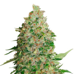BCN Critical XXL fem. Seedstockers