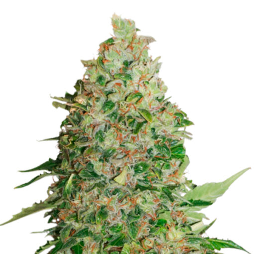 BCN Critical XXL fem. Seedstockers