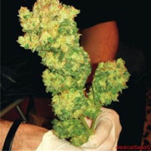 BCN Sour Diesel fem. Medical Seeds