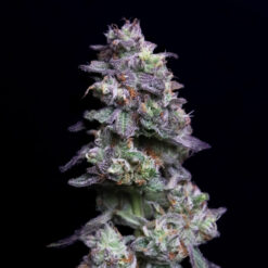 Baked Apple Cherries fem. Elev8 Seeds