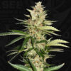 Banana Candy Krush fem. 710 Limited Pack T.H. Seeds.