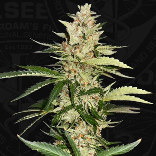 Banana Candy Krush fem. 710 Limited Pack T.H. Seeds.