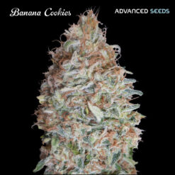 Banana Cookies fem. Advanced Seeds