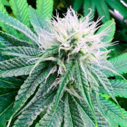 Banana Dessert S1 fem. R-Kiem Seeds