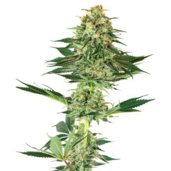 Banana Kush fem. White Label