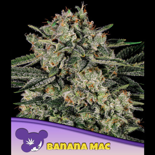 Banana MAC fem. Anesia