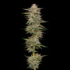 Banana OG 3 u. fem Humbold Seeds Company