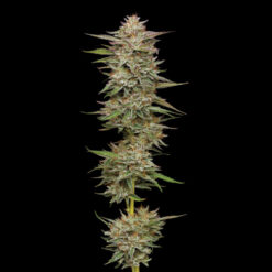 Banana OG 5 u. fem Humbold Seeds Company