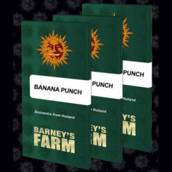 Banana Punch fem. Barney's