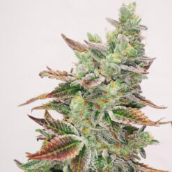 Banana Purp fem. Medical Seeds