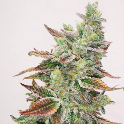 Banana Purp fem. Medical Seeds
