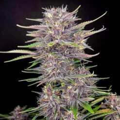 Banana Purple Punch Auto fem. FastBuds Seeds