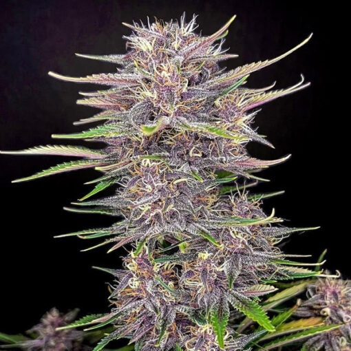 Banana Purple Punch Auto fem. FastBuds Seeds