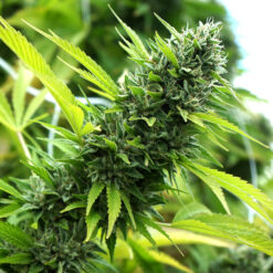 Banana Sapphire fem. Humboldt Seed Organization
