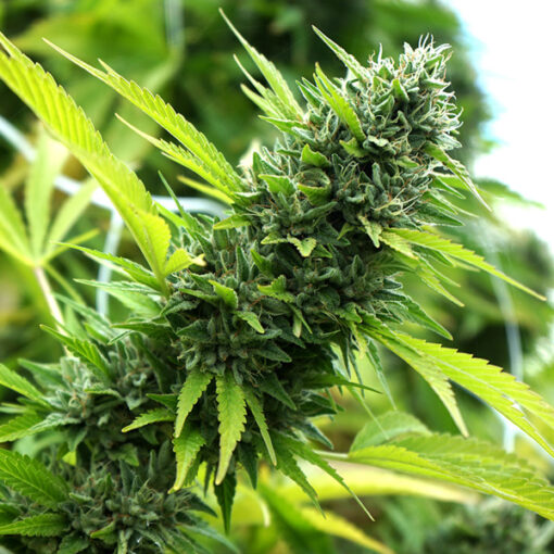 Banana Sapphire fem. Humboldt Seed Organization
