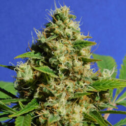 Banana Sherbet fem. Original Sensible