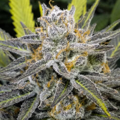 Banana Split fem.  DNA Genetics