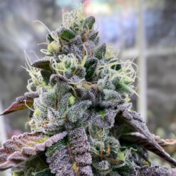 Bananukis fem. R-Kiem Seeds