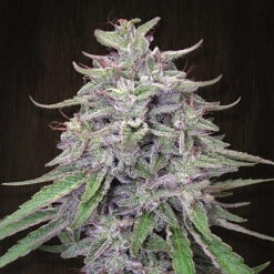 Bangi Haze fem. Ace Seeds