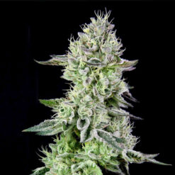 Barbara´s Pie fem. Grateful Seeds