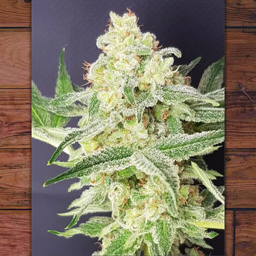 Barney Kid fem. The Outlaw Seeds