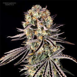 Beanz 4 Locoz 5 fem. Phenomenom Genetics