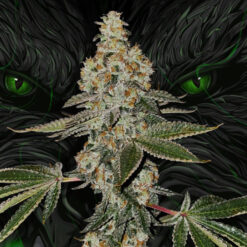 Beasty fem. 710 Limited Pack T.H. Seeds