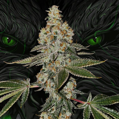 Beasty fem. 710 Limited Pack T.H. Seeds