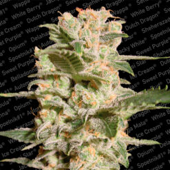 Belladonna fem. Paradise Seeds