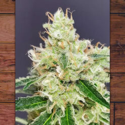 Belle Starr fem. The Outlaw Seeds