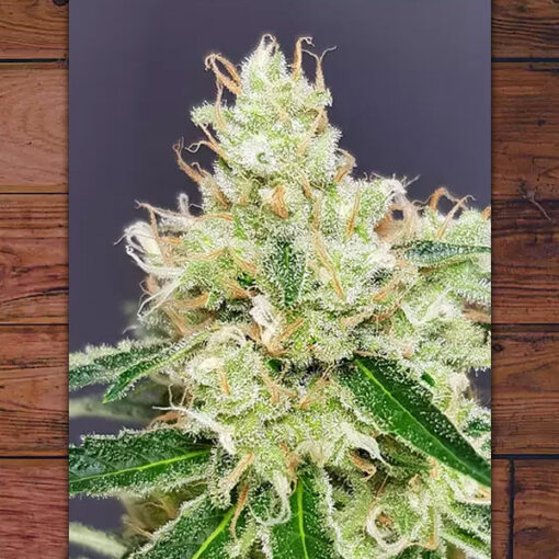 Belle Starr fem. The Outlaw Seeds