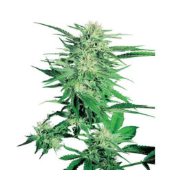 Big Bud 10 u. reg. Sensi Seeds