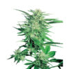 Big Bud fem. Sensi Seeds