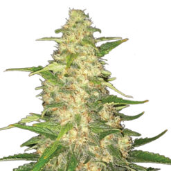 Big Bud fem. Nirvana