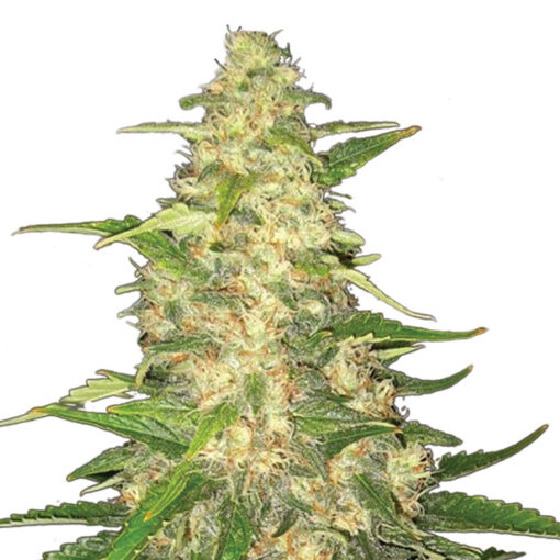 Big Bud fem. Nirvana