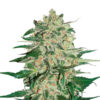Big Bud fem. Seedstockers