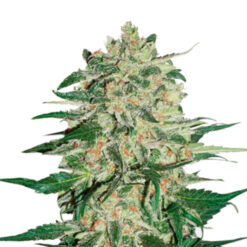 Big Bud fem. Seedstockers