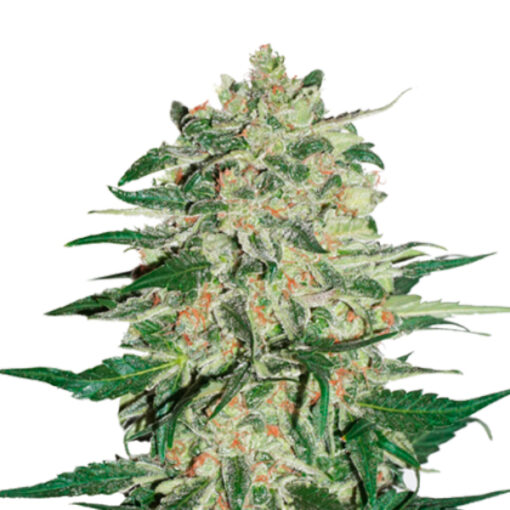 Big Bud fem. Seedstockers