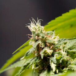 Big Bull fem. Kannabia Seeds