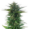 Big Yeti fem. Seedstockers Superior